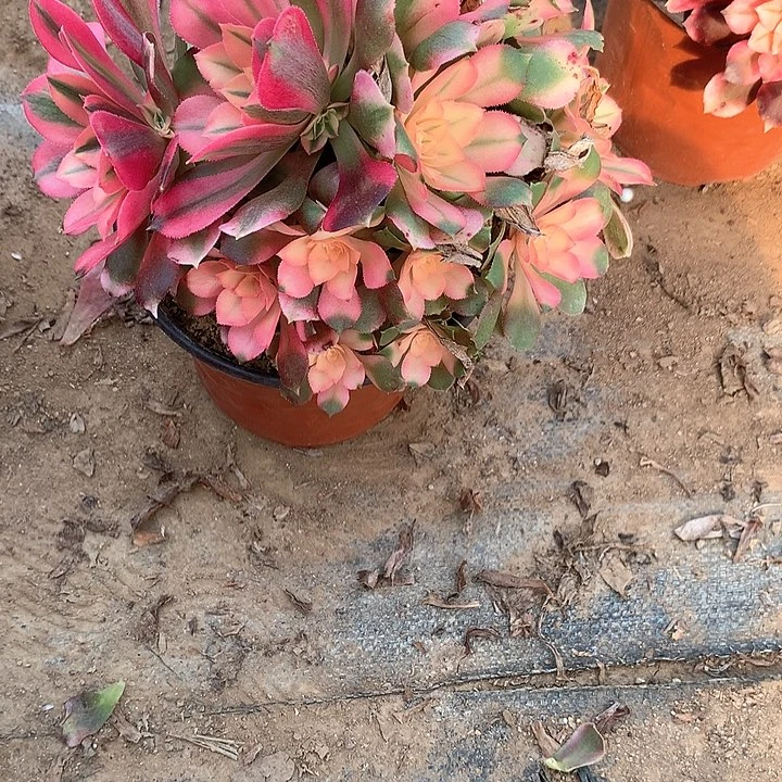 多肉植物有砍香妃199