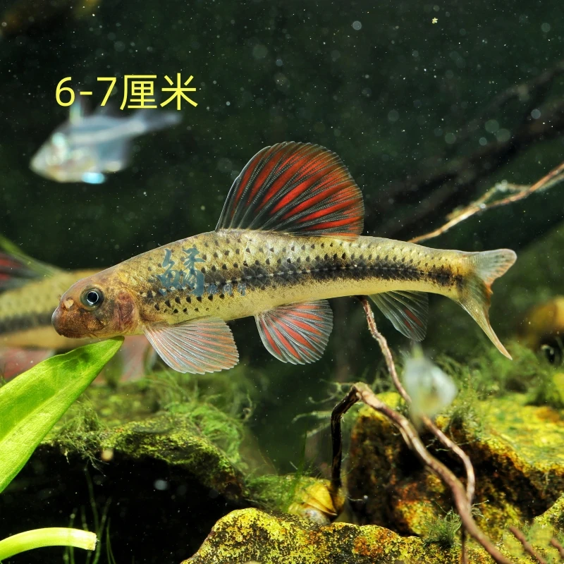 建德小鳔鮈底层工具鱼原生鱼翻砂鱼除藻鱼