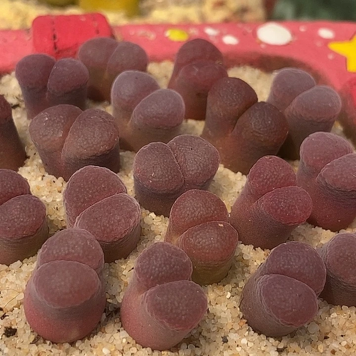 超级萝莉风铃一颗