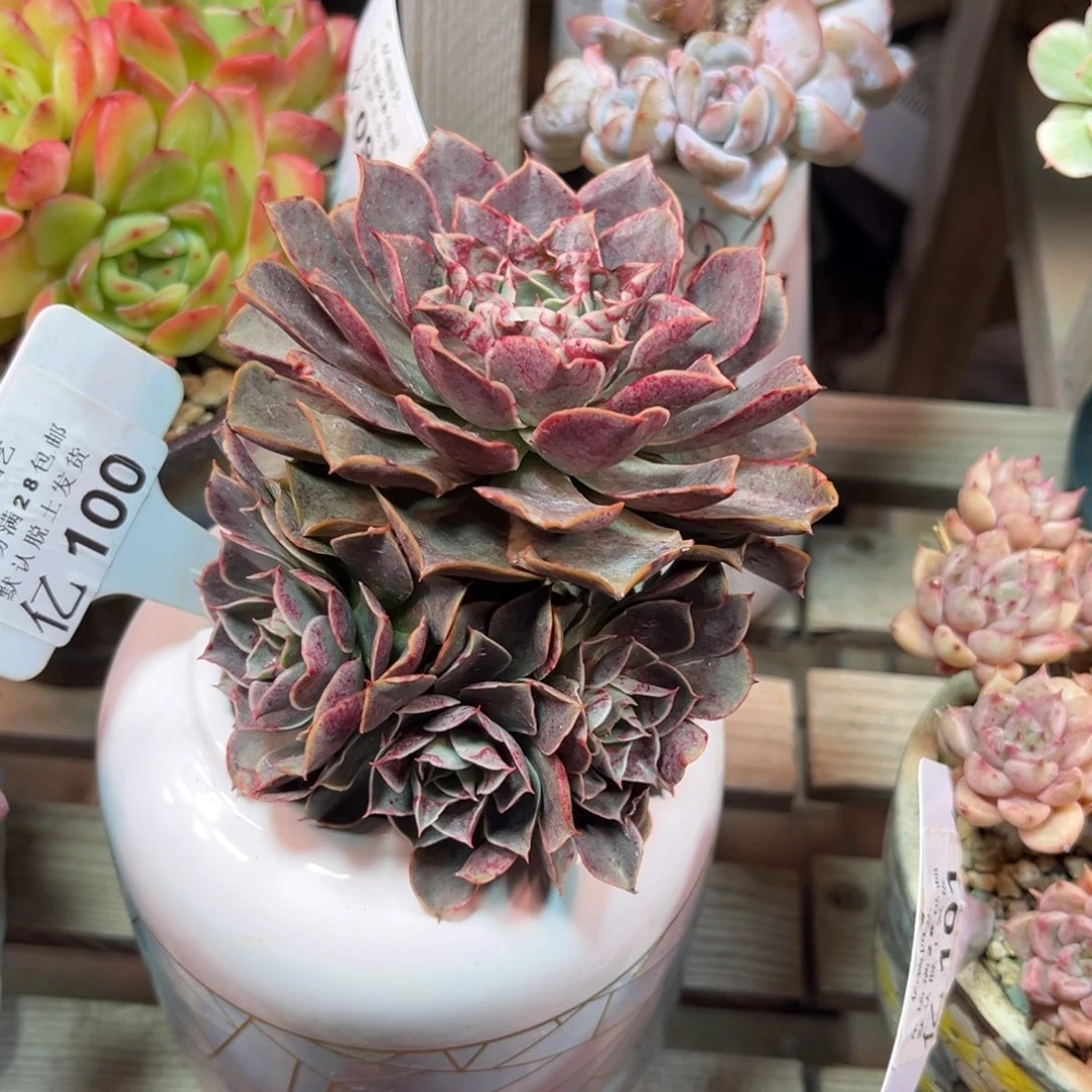 血色浪漫多肉植物funvnim