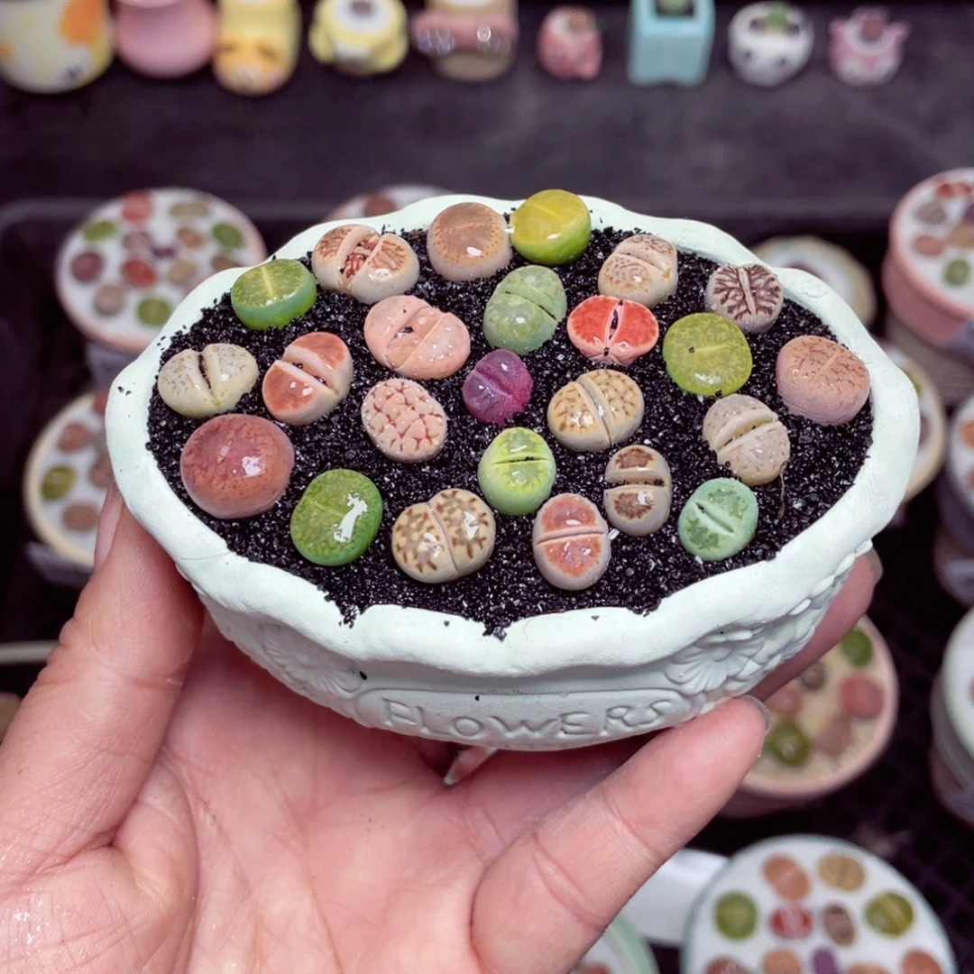 w8860 带盆土发货-零下地区拍保温箱