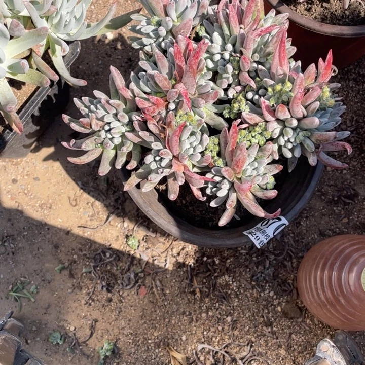 清*700号雪花多肉植物