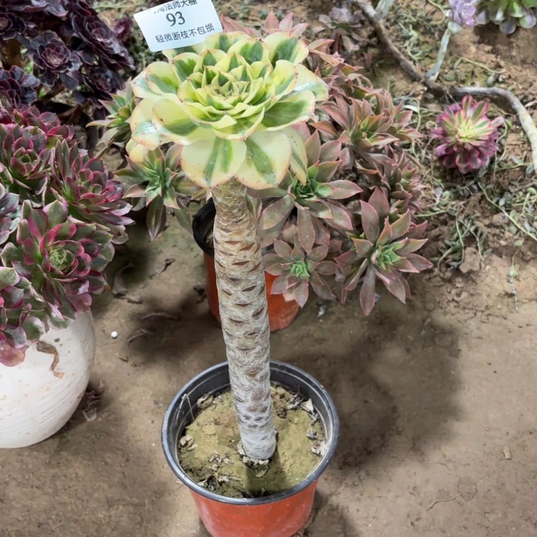 93燕姿锦多肉植物法师
