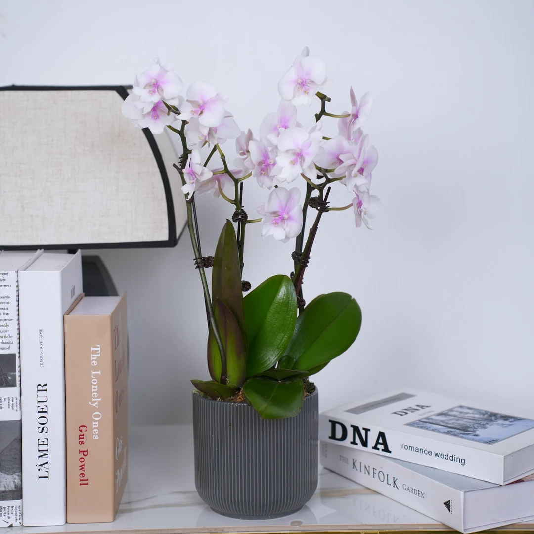 [精品蝴蝶兰21]蝴蝶兰定制江浙沪专车当日送达不发快递不打纸箱