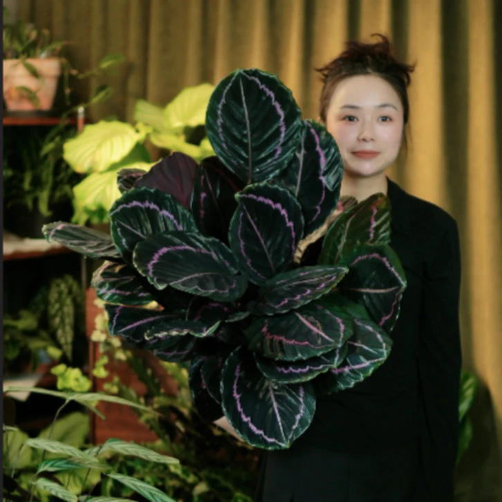 红美丽竹芋盆栽网红绿植好养耐阴室内客厅办公室吸甲醛四季常青