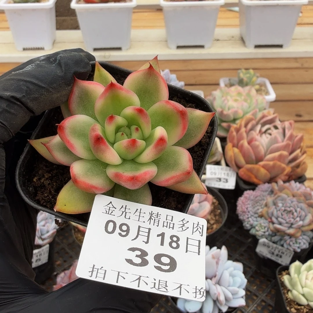 0918-39摩根锦单头