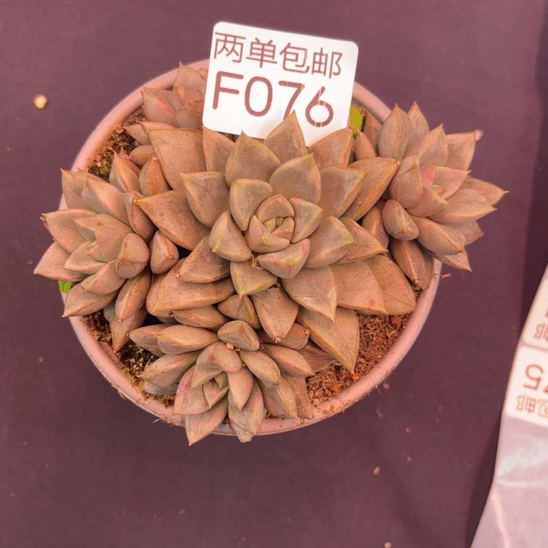 争***青哈哈哈哈哈哈哈哈076