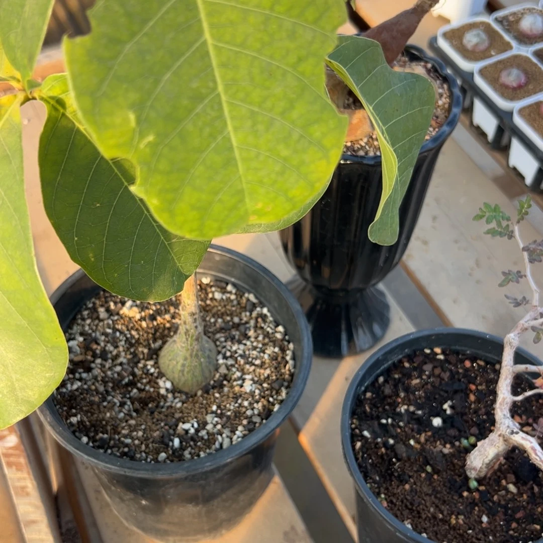 林***o66多肉植物百科植物