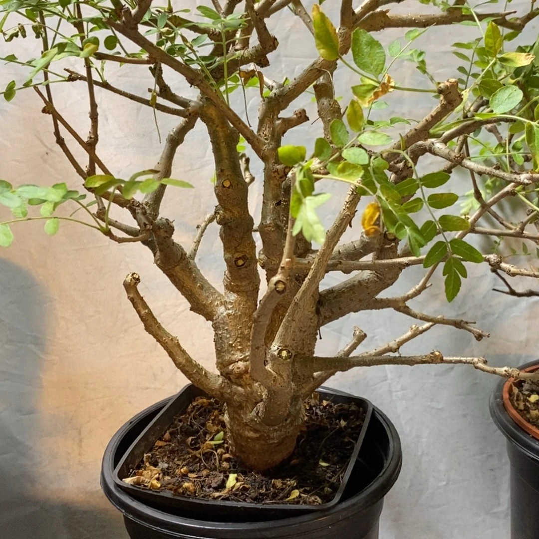 尼勒达乳香实生带盆