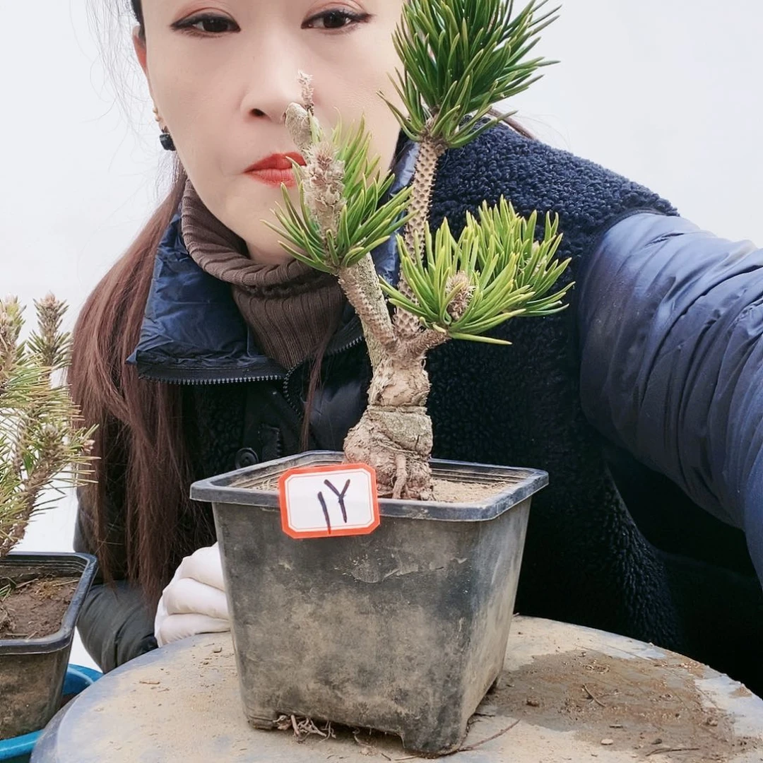 植物形态多年生草本
