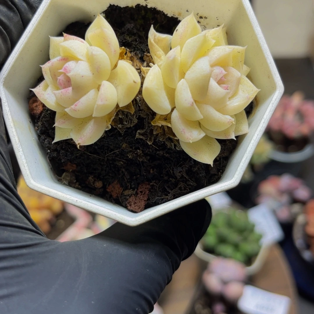 055麦秆6厘米（不包整）