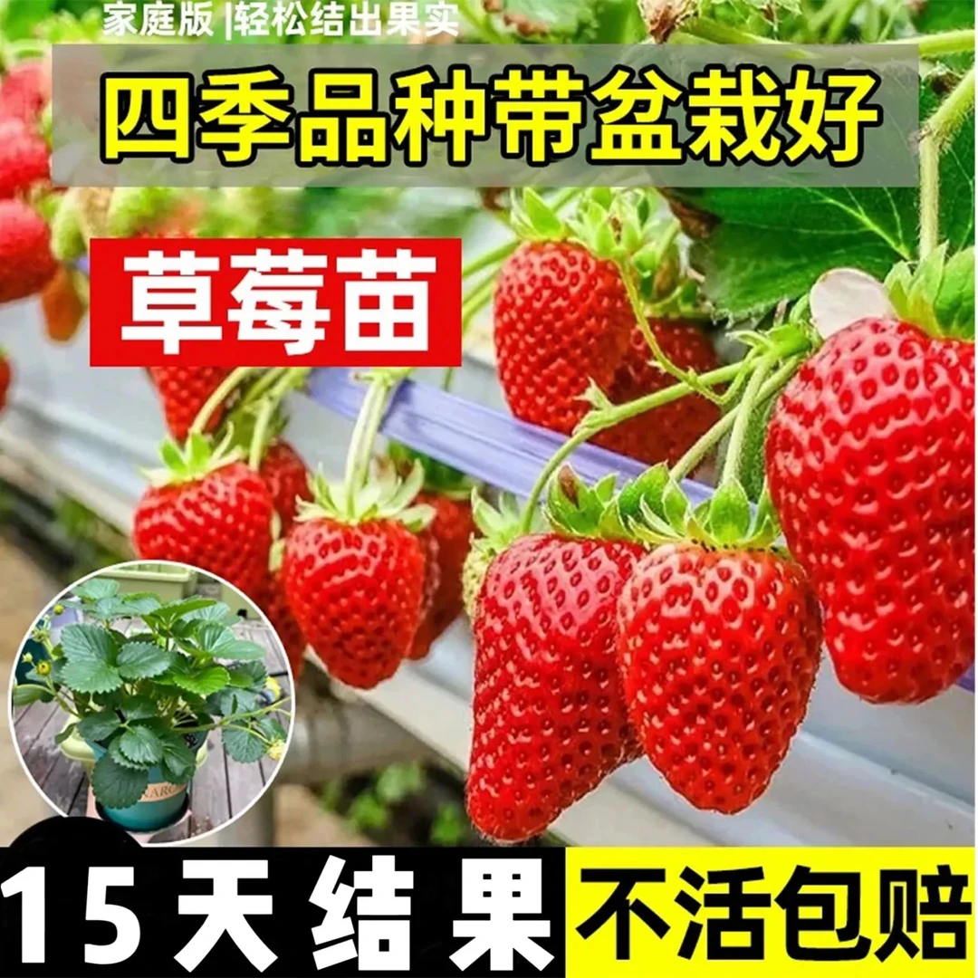20天吃草莓四季奶油草莓大苗盆栽南方北方阳台水果庭院种植果树苗