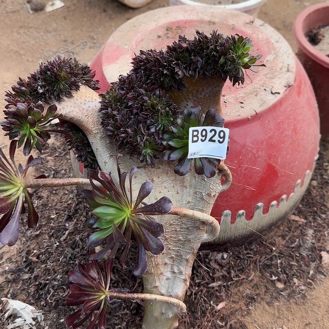 929黑法师砍头一颗呀呀