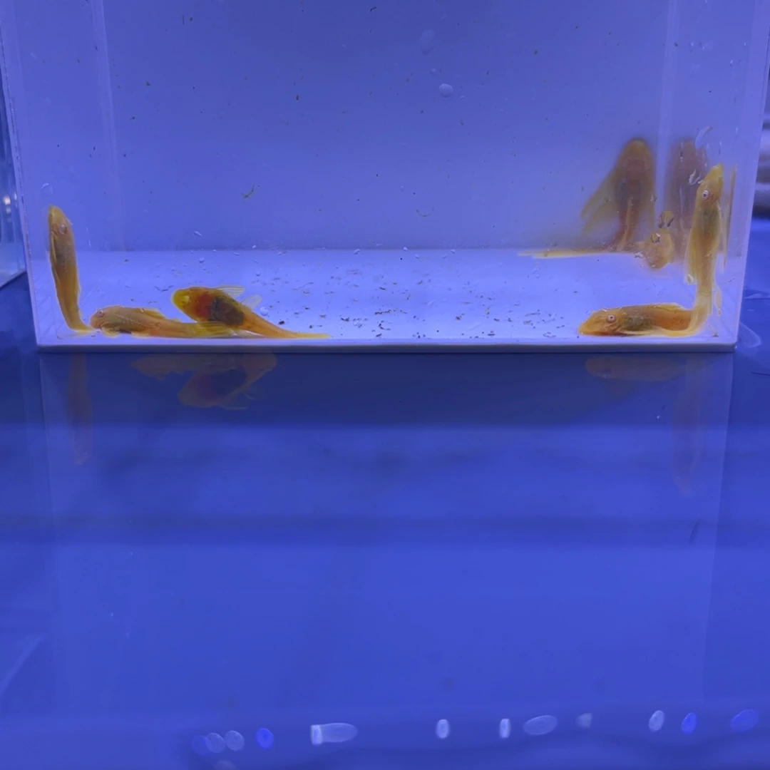 孔雀鱼5胡子2小帆开箱视频报损