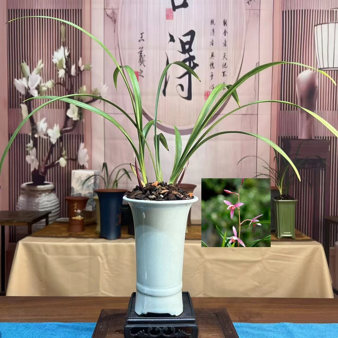 建兰老种 《市长红》稀缺资源桌面陶瓷盆栽 勤花勤草办公桌前台接待