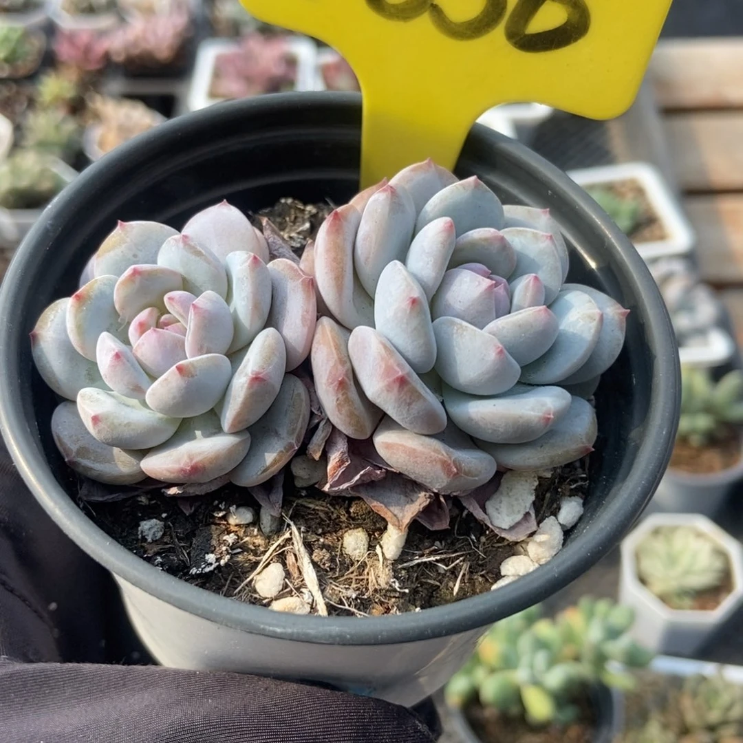 1856玉芙蓉多肉植物保护