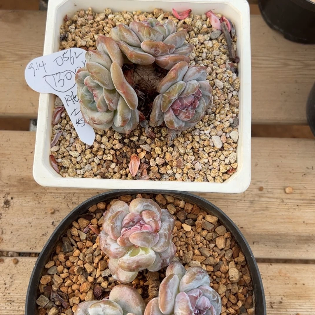用****2两个套装福利组合