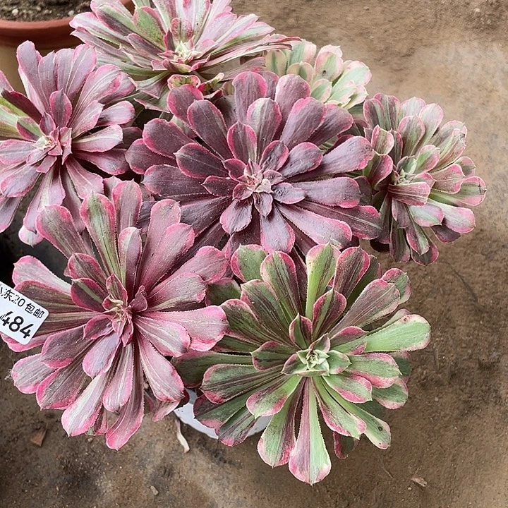 484同花顺多肉植物法师