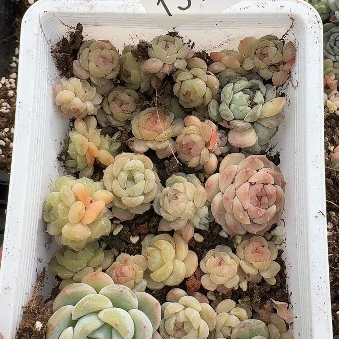 杂交新品珍妮多肉1312