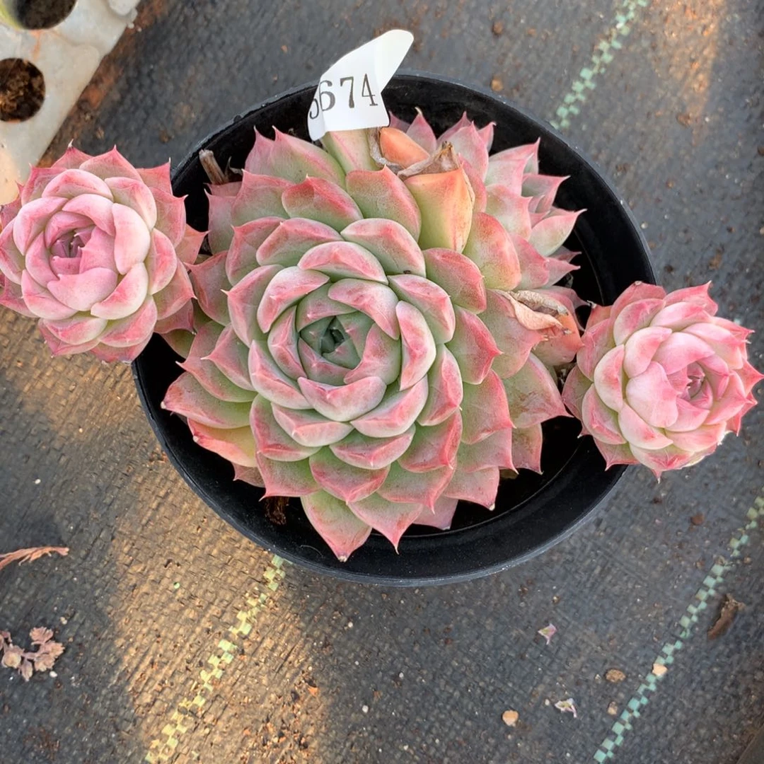 5674杂交精品基地15厘米