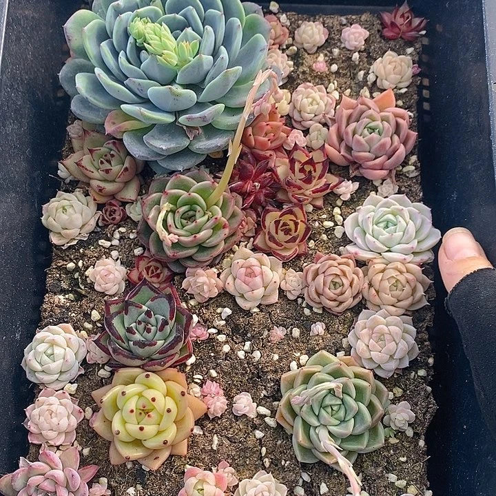 42 多肉植物盆栽花卉植物