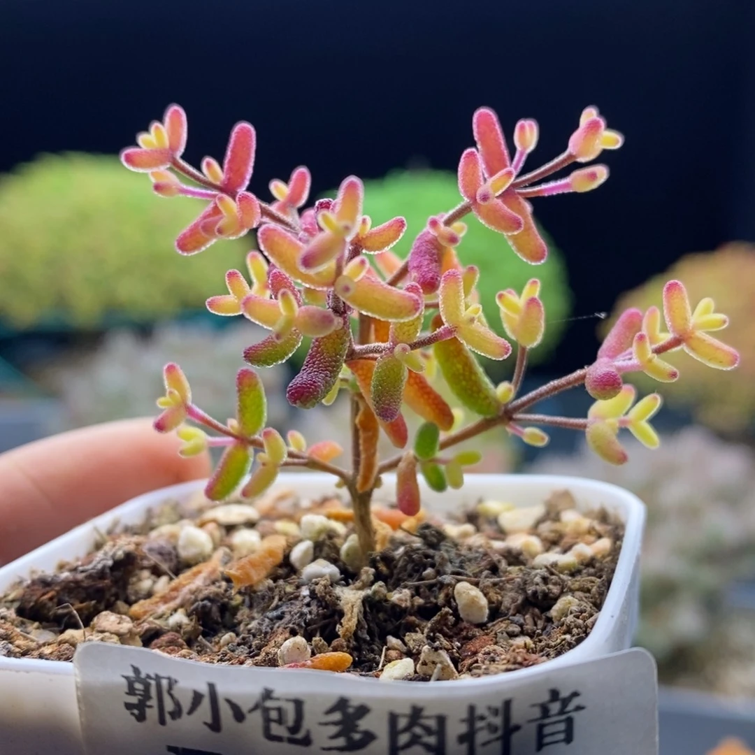 195飞机猪。