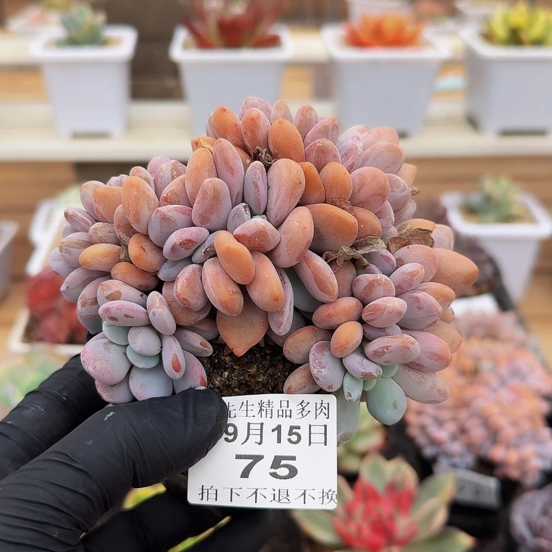 0915-75粉兔小缀化