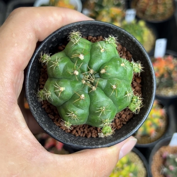 绿巨人侧芽自根带盆土发货