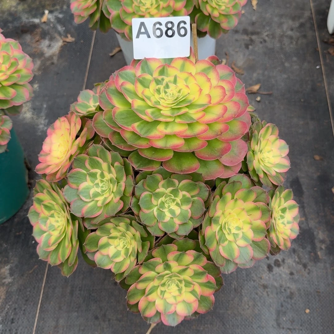 玉***你686多肉植物法师海鲜
