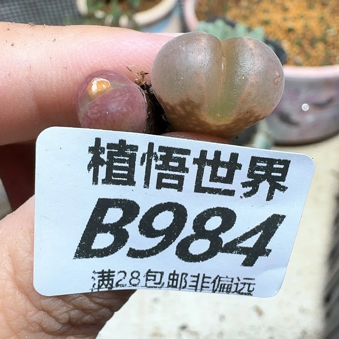 多肉植物的人生fgb