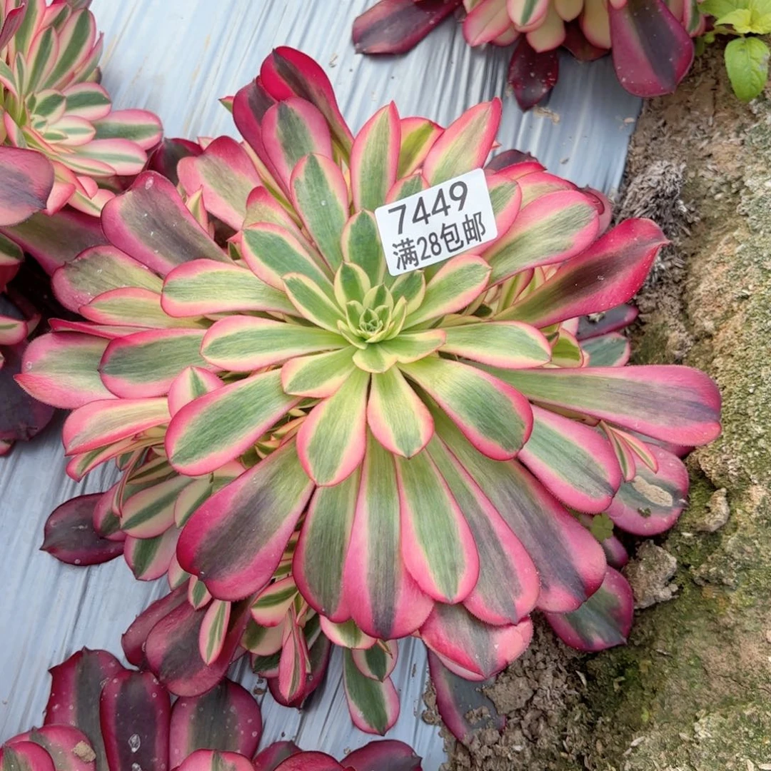 O. 7449美杜莎多肉