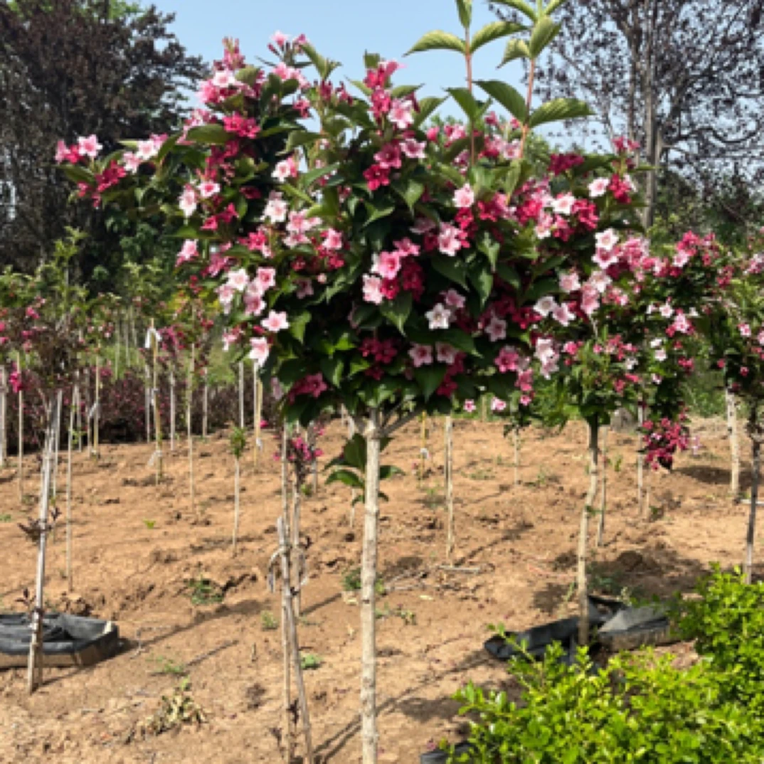 独杆多色锦带花3色锦带北方户外耐寒花卉盆栽地栽花卉