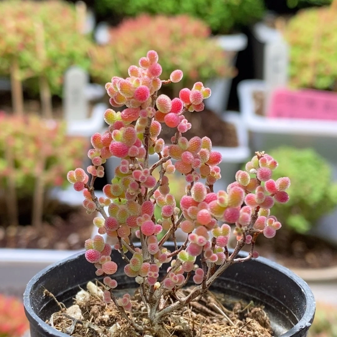 蜜桔糖球枝干番杏A949