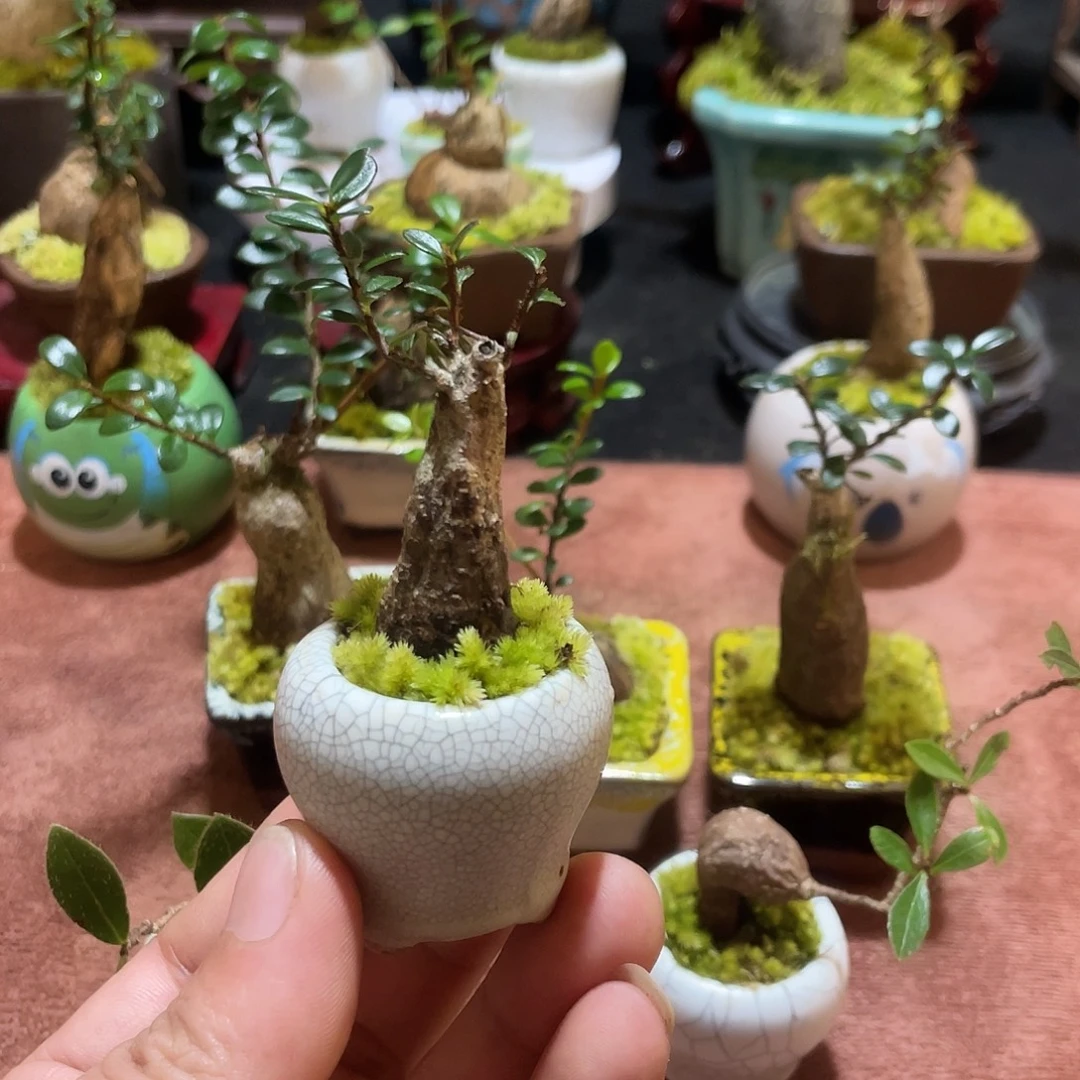 无花朵五翅梅树萝卜一物一拍