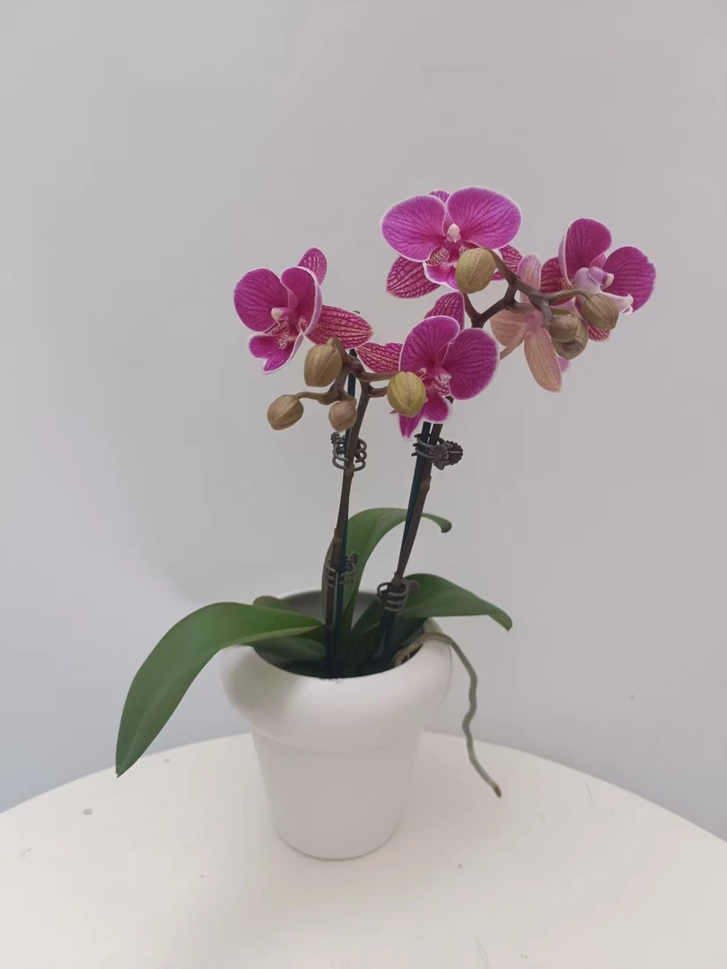 欢然花田蝴蝶兰（红豆）双剑
