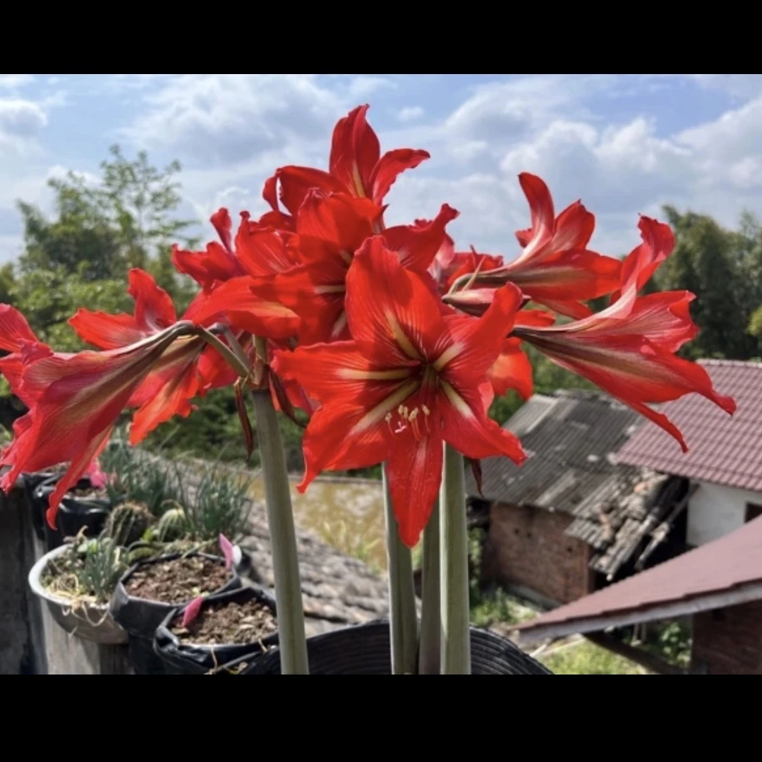 2025【朱顶红3棵】菊花盆栽花根出售（断肢掉花养死不售后）