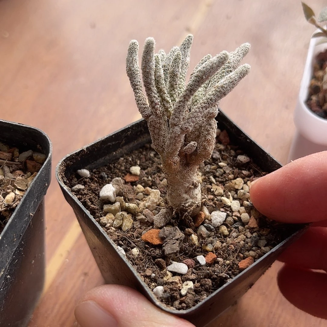 迷你牧师一物一拍