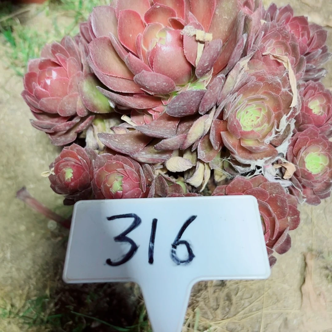 多肉植物红魔法师