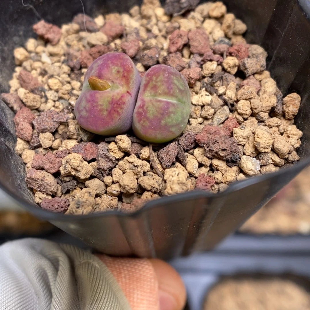 多肉植物肉锥杂交K-3675