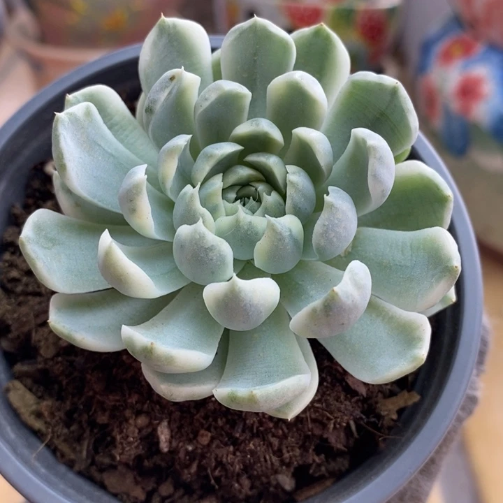 144月影精灵锦锦锦锦锦锦锦锦