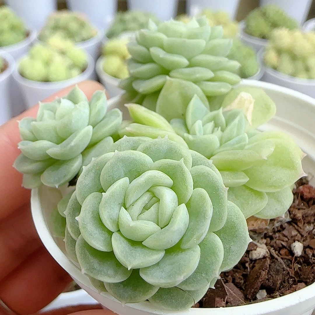 【闪购商品】0926-146优选麦杆
