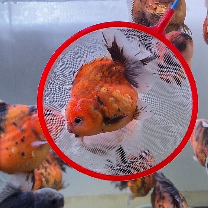 海水鱼精品泰狮系列