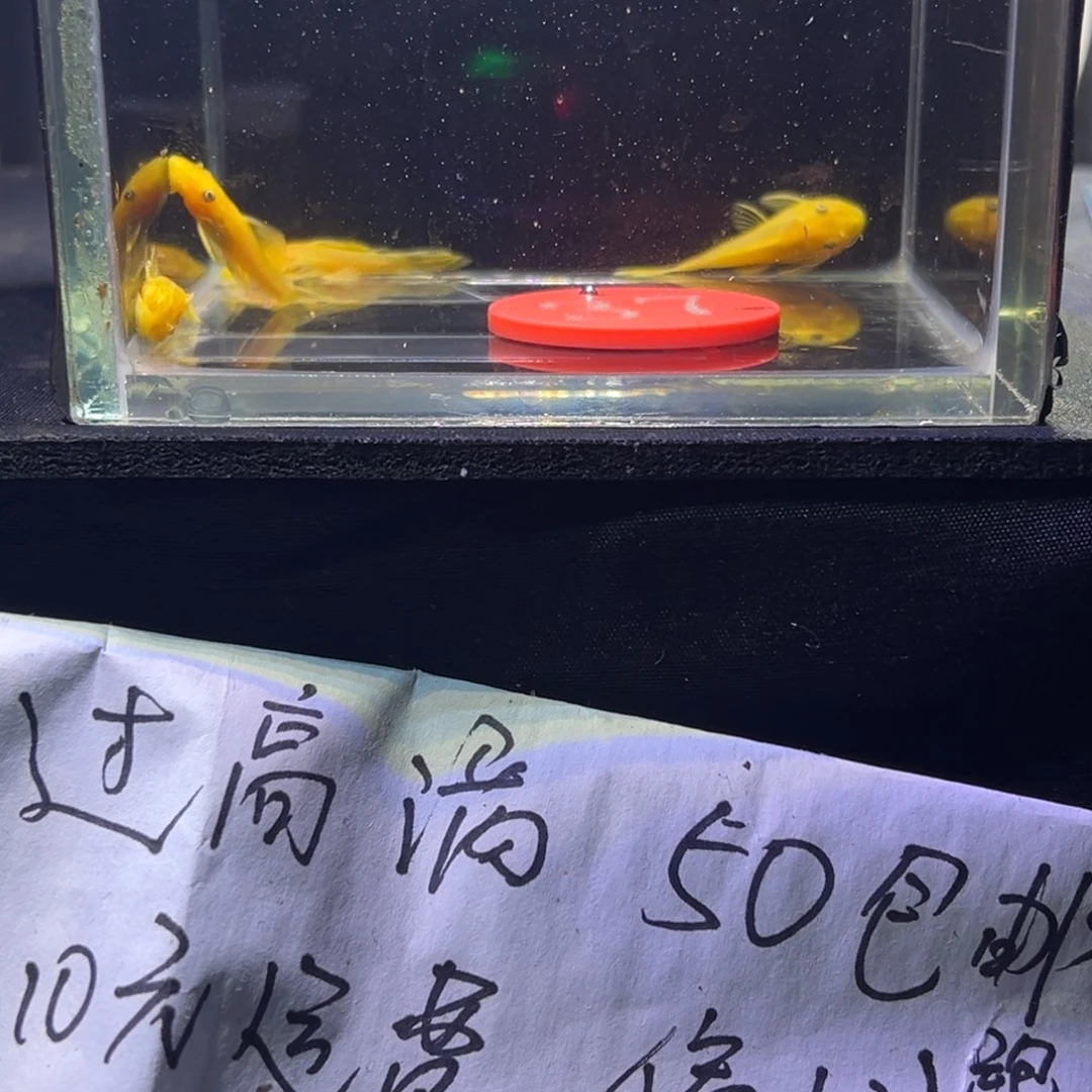 孔雀鱼胡子胡子胡子37