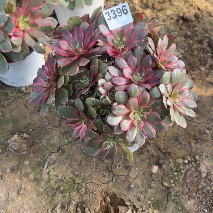 3396莲花座3393清棚处理不包断枝