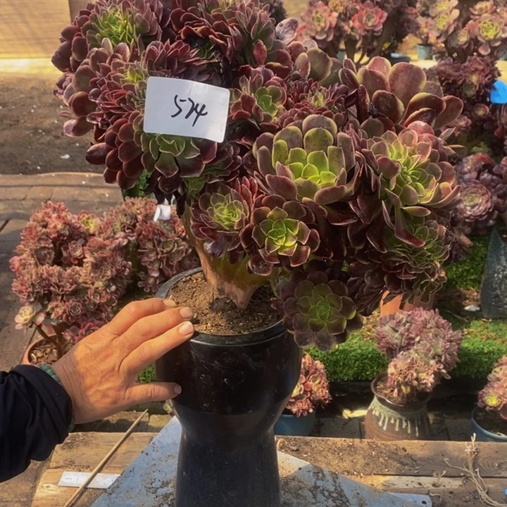 不开花植物524号欧嘉莉缀化多肉