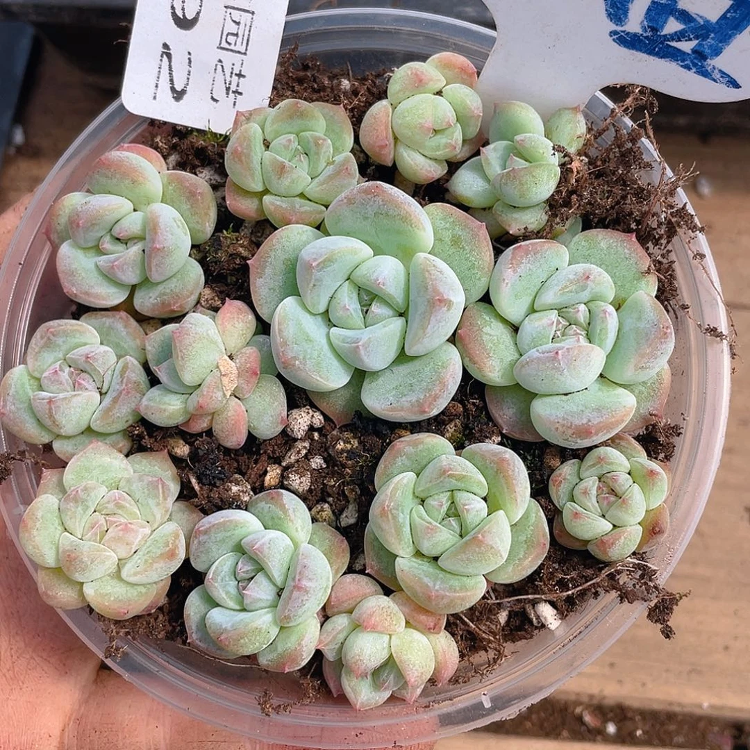 量拍多肉植物多肉植物192