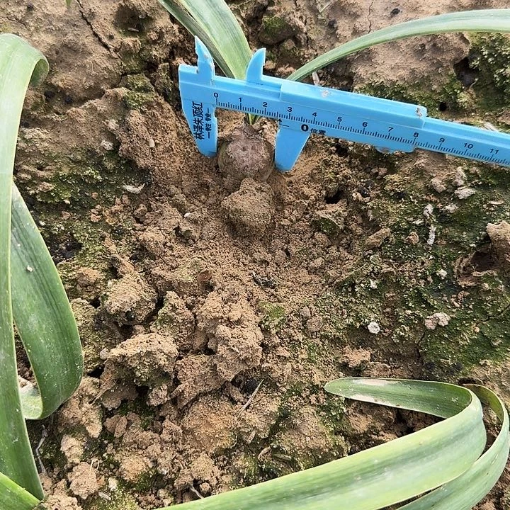 灯塔朱顶红一棵2.5