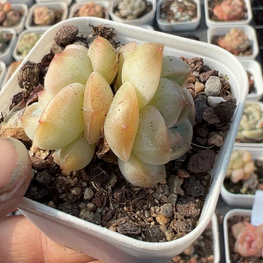 小卡拉米糖心一物一拍