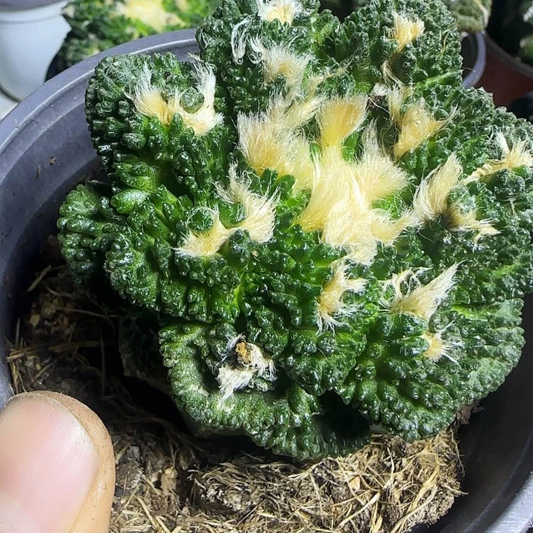 龟甲973仙人球开花