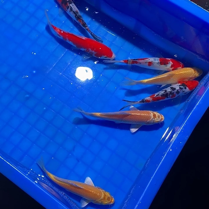 猫***t锦鲤锦鲤活鱼开箱包活